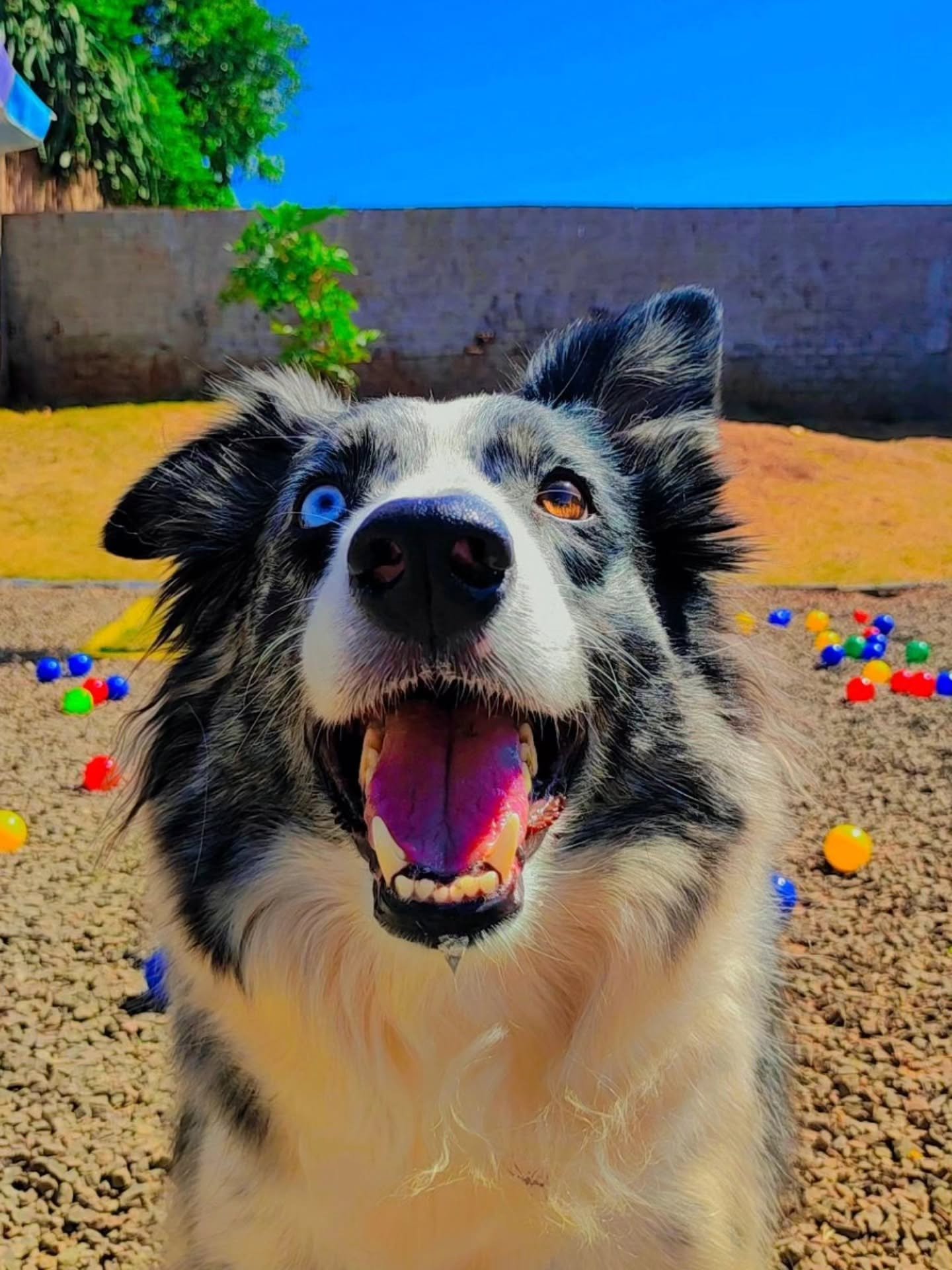 Border collie no pátio da Major Dogs