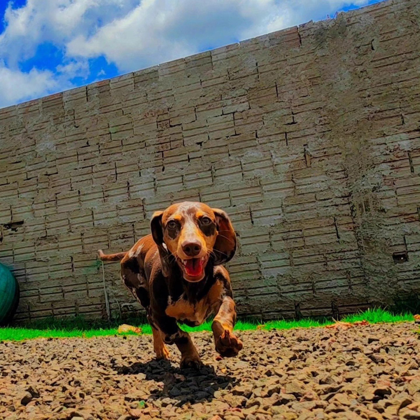 Cão da Major Dogs correndo no pátio